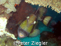 Titan Trigger Fish - many divers NEVER wish to get so clo... by Peter Ziegler 